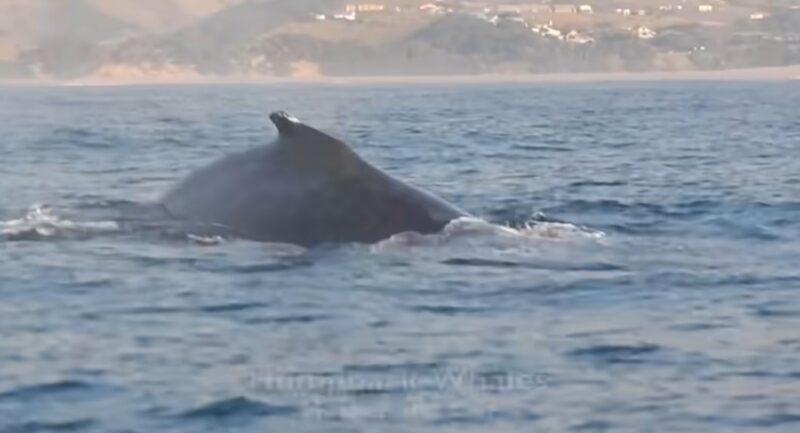 Une baleine de quarante tonnes a été filmée en train de bondir complètement hors de l'eau