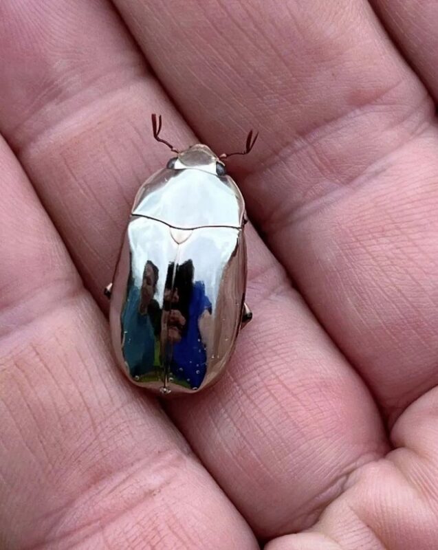 Il trouve dans son jardin un coléoptère extrêmement rare qui ressemble à un miroir