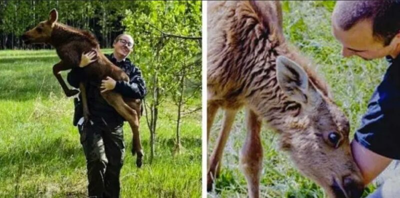 Un jeune homme a secouru un élan et maintenant celui-ci lui rend visite tous les jours, les animaux sont pleins de gratitude