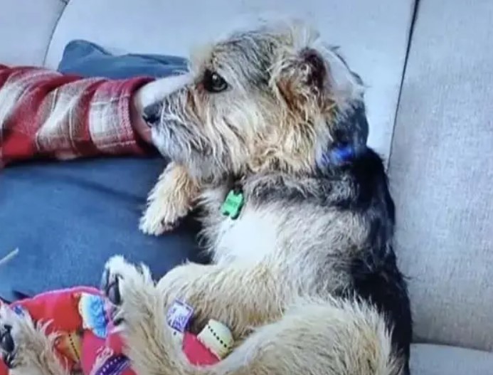 Ce papi parcourt le pays pour offrir un chien errant à ses petits-enfants : "Mes petits-enfants me sont très chers"