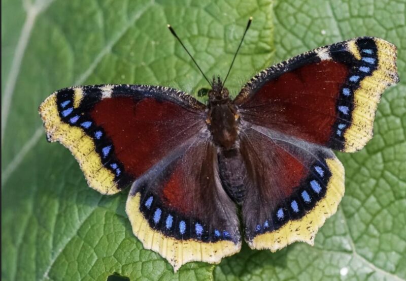 Nymphalis Antiopa: attention, attention : ne les touchez pas si vous les rencontrez sur vos plantes
