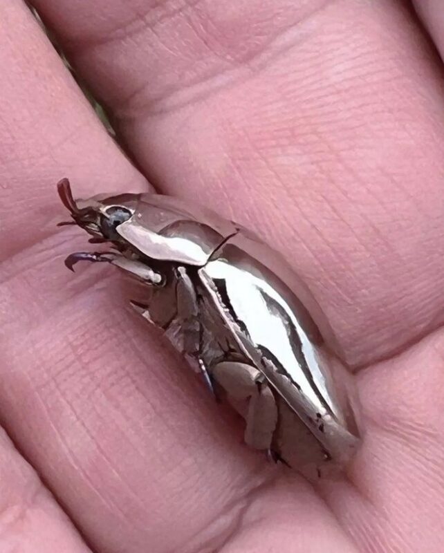 Il trouve dans son jardin un coléoptère extrêmement rare qui ressemble à un miroir
