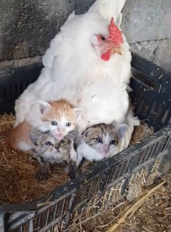 Une mère poule prend des chatons sans défense sous son aile et les garde bien au chaud