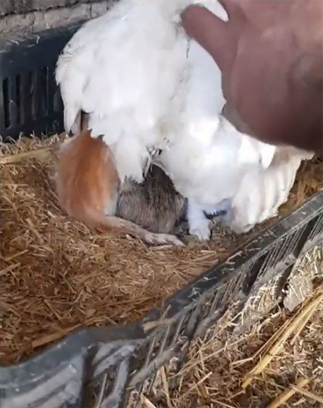 Une mère poule prend des chatons sans défense sous son aile et les garde bien au chaud