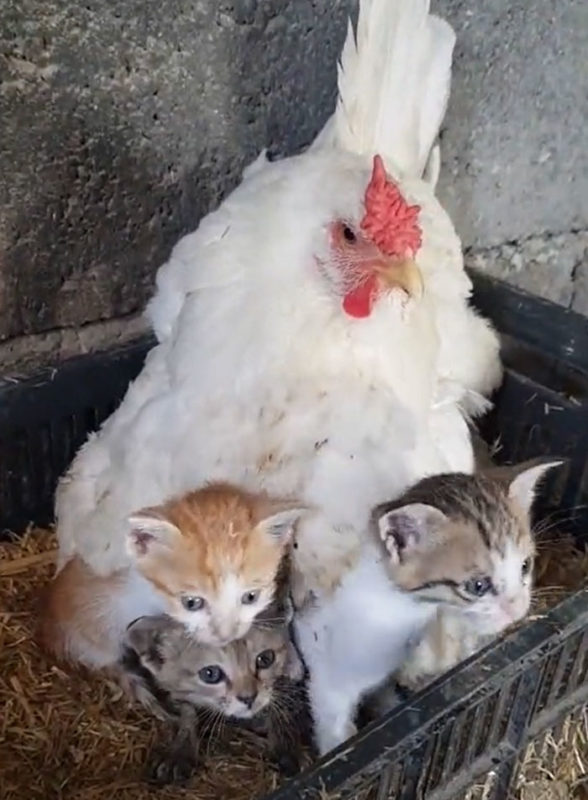 Une mère poule prend des chatons sans défense sous son aile et les garde bien au chaud