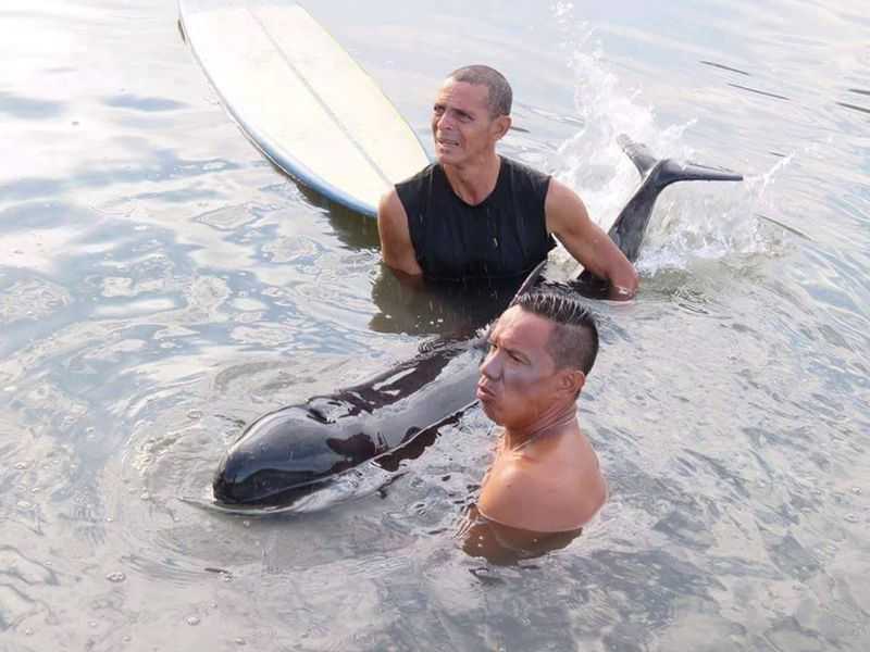 Des surfeurs ont entendu les pleurs d'un bébé baleine et se sont empressés de lui venir en aide
