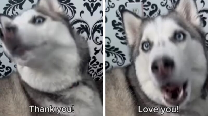Un chien qui parle : Un Husky imite tout ce que dit sa mère avec une précision impressionnante