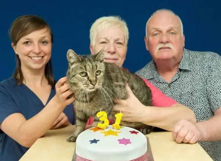 Un chat a fêté son 31e anniversaire et ses vingt-six ans de présence dans la famille