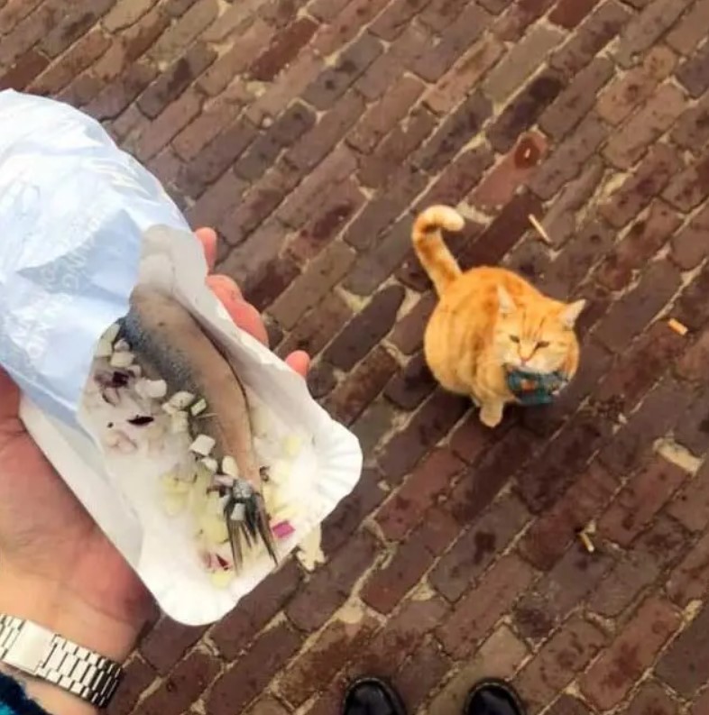 Ce chat adorable et intelligent fait quotidiennement la queue chez le poissonnier pour se procurer de la nourriture