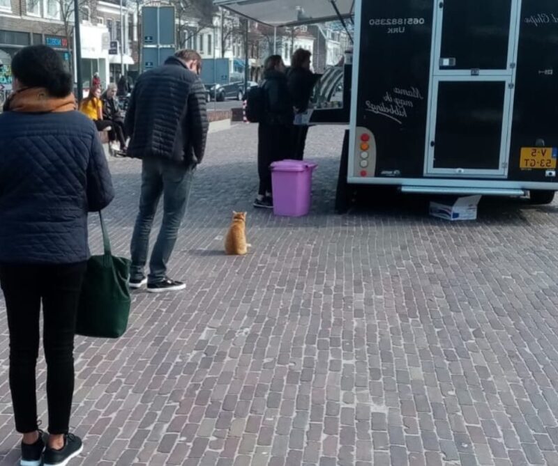 Ce chat adorable et intelligent fait quotidiennement la queue chez le poissonnier pour se procurer de la nourriture