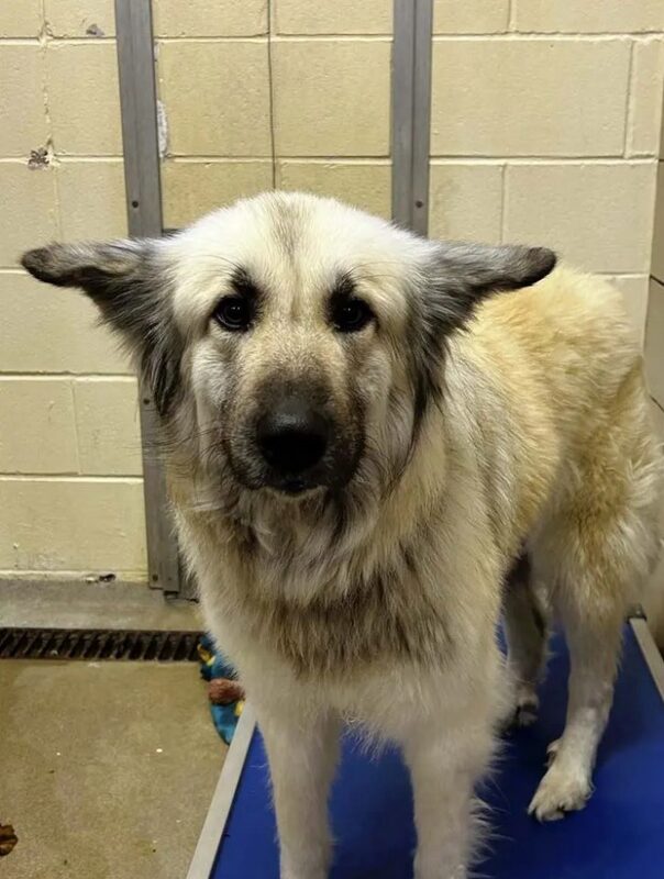 Elle donne son chien au refuge par manque de moyens : le refuge lui offre de la nourriture à vie afin qu'elle puisse le garder