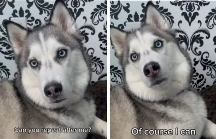 Un chien qui parle : Un Husky imite tout ce que dit sa mère avec une précision impressionnante