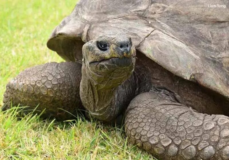 Jonathan a atteint l'âge de 192 ans : c'est la plus âgée des tortues du monde