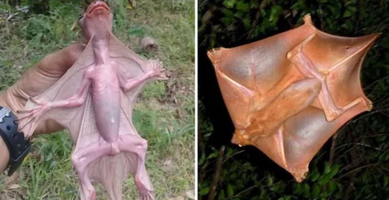 Une créature bizarre est apparue dans une ville reculée de Malaisie : selon les biologistes, il pourrait s'agir d'un lémurien volant