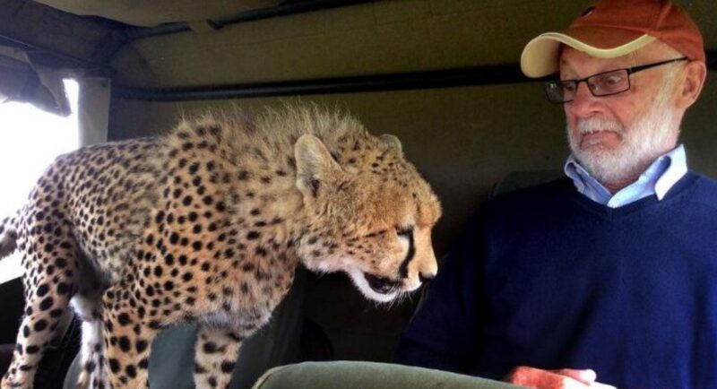 Un touriste a la surprise de sa vie lorsqu'il tombe nez à nez avec un guépard en liberté