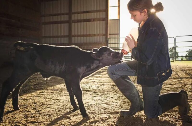 Le jeune garçon et sa vache échouent à une compétition, mais gagnent des millions de cœurs en faisant la sieste ensemble