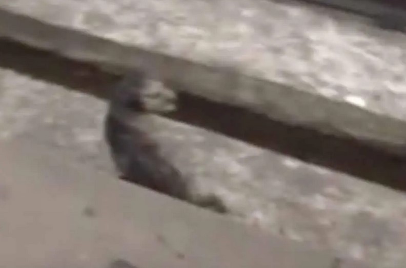 Un conducteur de train stoppe le train pour sortir un chien de la voie ferrée
