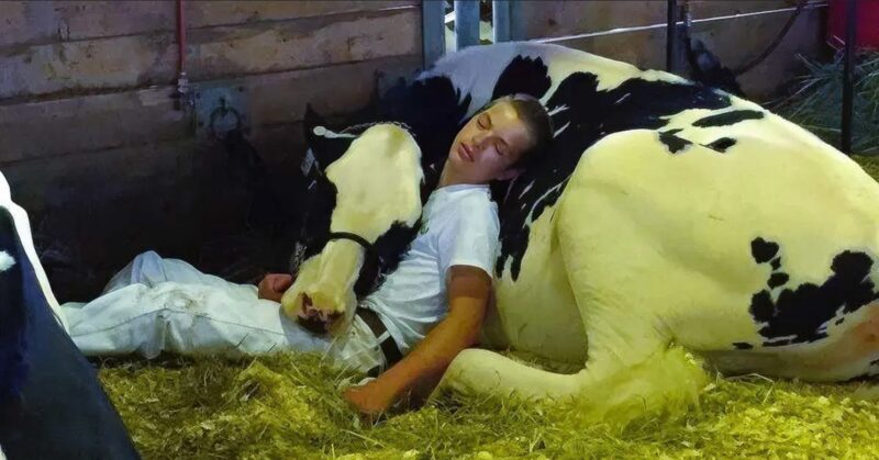 Le jeune garçon et sa vache échouent à une compétition, mais gagnent des millions de cœurs en faisant la sieste ensemble