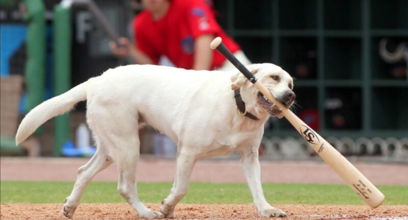 Un labrador récupère avec joie sa dernière batte après six ans de travail en MLB ; "Nous lui souhaitons une bonne retraite méritée"