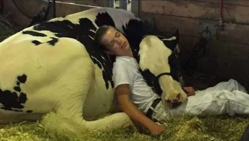 Le jeune garçon et sa vache échouent à une compétition, mais gagnent des millions de cœurs en faisant la sieste ensemble