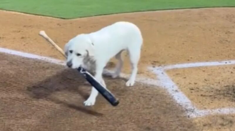 Un labrador récupère avec joie sa dernière batte après six ans de travail en MLB ; "Nous lui souhaitons une bonne retraite méritée"