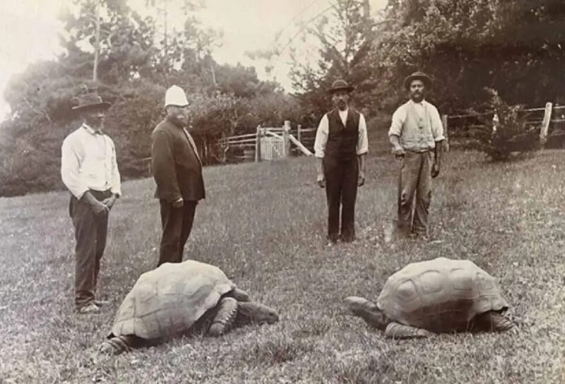 Jonathan a atteint l'âge de 192 ans : c'est la plus âgée des tortues du monde