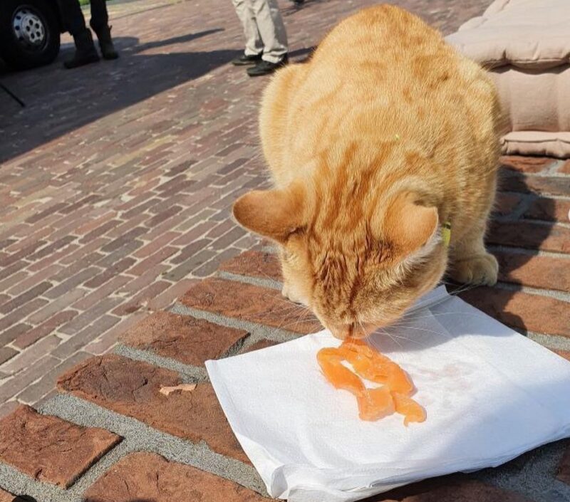 Ce chat adorable et intelligent fait quotidiennement la queue chez le poissonnier pour se procurer de la nourriture