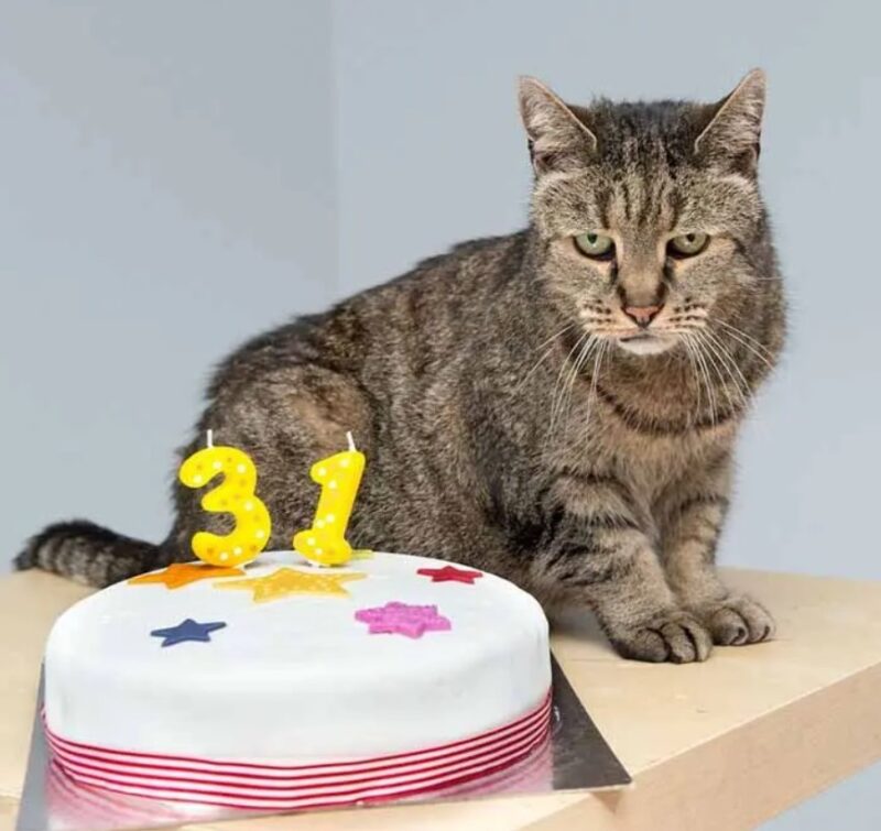 Un chat a fêté son 31e anniversaire et ses vingt-six ans de présence dans la famille