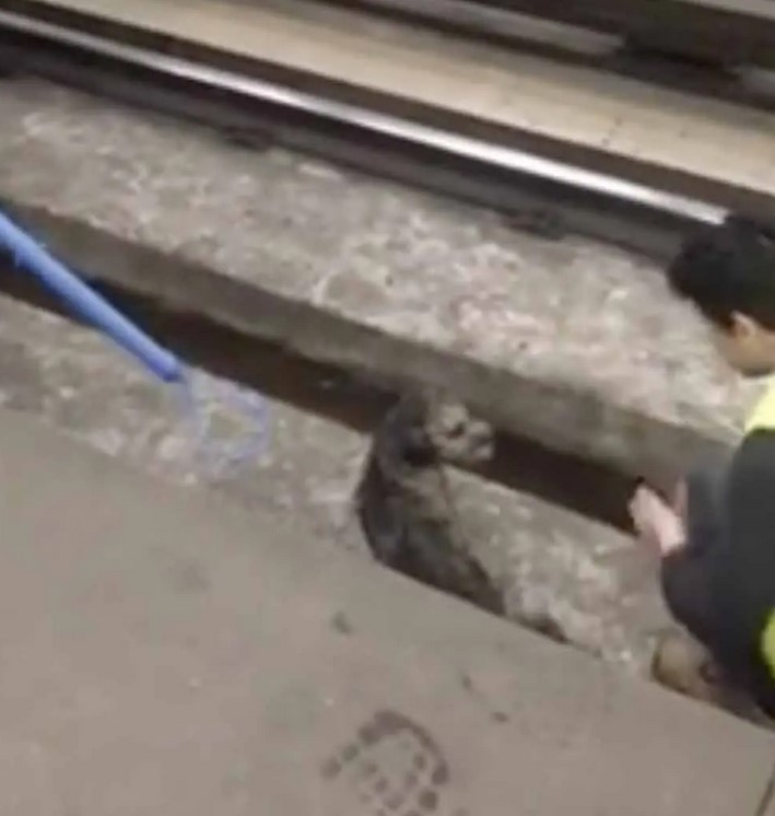 Un conducteur de train stoppe le train pour sortir un chien de la voie ferrée