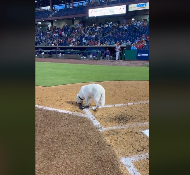 Un labrador récupère avec joie sa dernière batte après six ans de travail en MLB ; "Nous lui souhaitons une bonne retraite méritée"