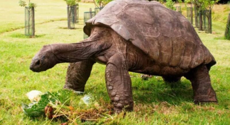 Jonathan a atteint l'âge de 192 ans : c'est la plus âgée des tortues du monde
