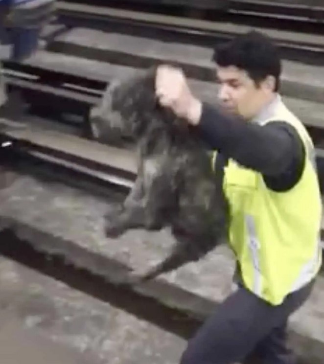 Un conducteur de train stoppe le train pour sortir un chien de la voie ferrée