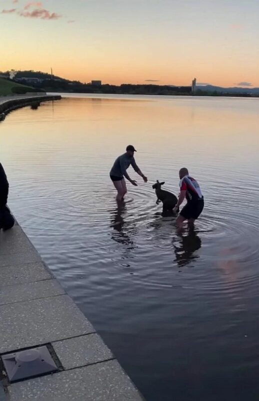 Après avoir été secouru d'un lac congelé, un kangourou serre la main de son sauveteur