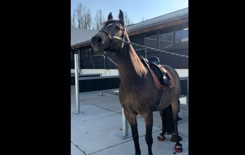 Un cheval obsédé par les avions s'amuse comme un fou lorsqu'il reçoit le jouet en peluche idéal