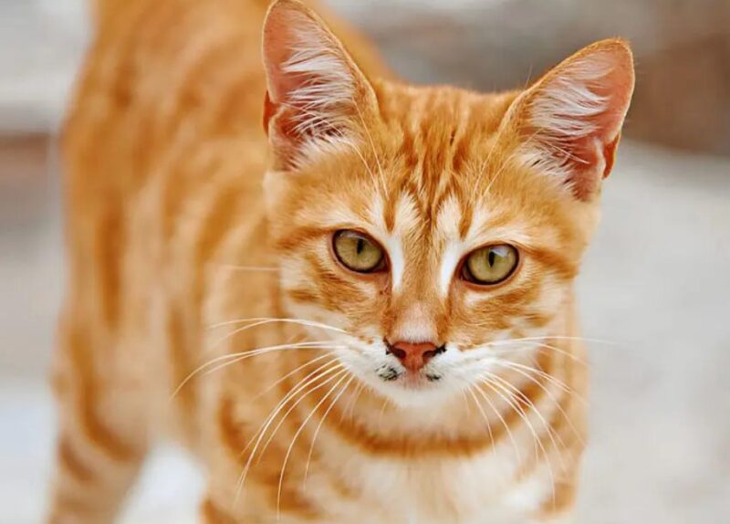 Ce chat adorable et intelligent fait quotidiennement la queue chez le poissonnier pour se procurer de la nourriture