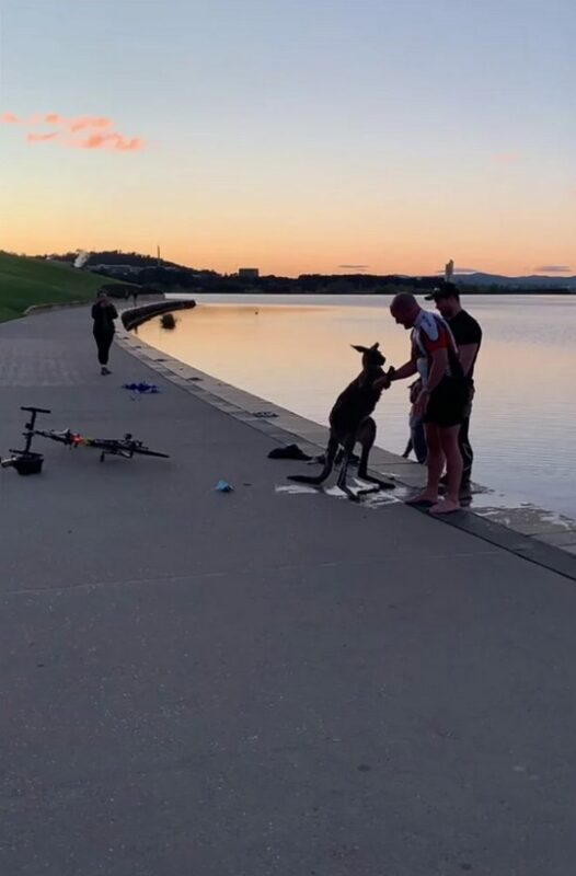 Après avoir été secouru d'un lac congelé, un kangourou serre la main de son sauveteur
