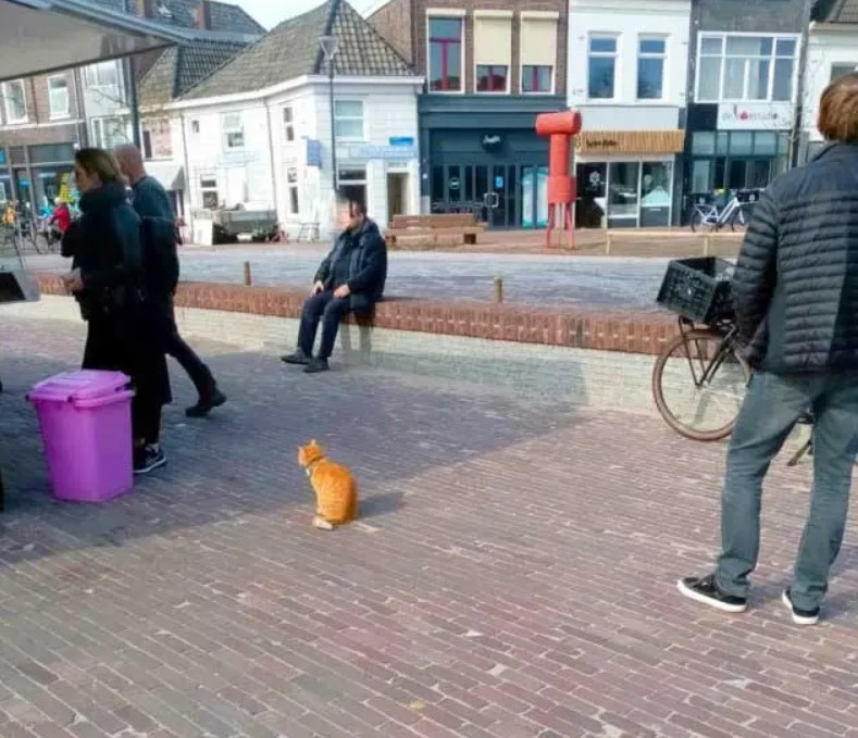 Ce chat adorable et intelligent fait quotidiennement la queue chez le poissonnier pour se procurer de la nourriture