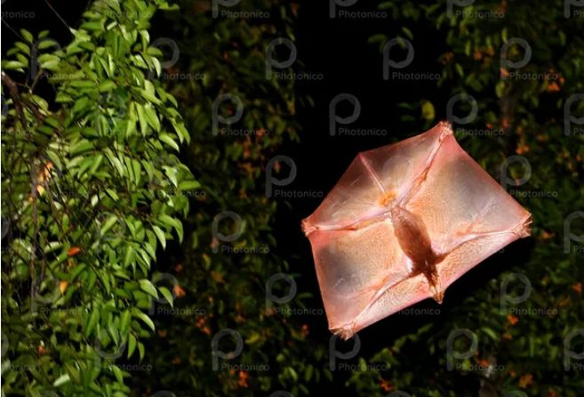 Une créature bizarre est apparue dans une ville reculée de Malaisie : selon les biologistes, il pourrait s'agir d'un lémurien volant