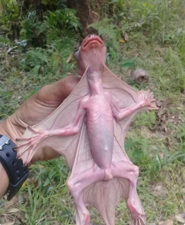 Une créature bizarre est apparue dans une ville reculée de Malaisie : selon les biologistes, il pourrait s'agir d'un lémurien volant