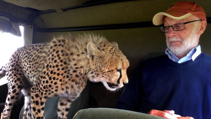 Un touriste a la surprise de sa vie lorsqu'il tombe nez à nez avec un guépard en liberté