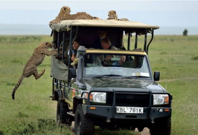 Un touriste a la surprise de sa vie lorsqu'il tombe nez à nez avec un guépard en liberté