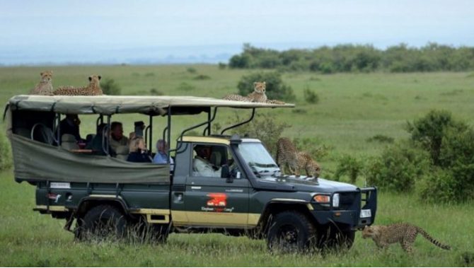 Un touriste a la surprise de sa vie lorsqu'il tombe nez à nez avec un guépard en liberté