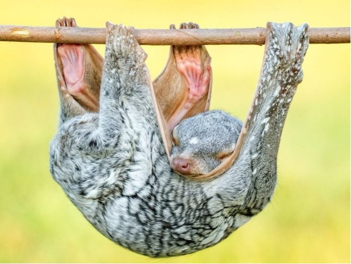 Une créature bizarre est apparue dans une ville reculée de Malaisie : selon les biologistes, il pourrait s'agir d'un lémurien volant