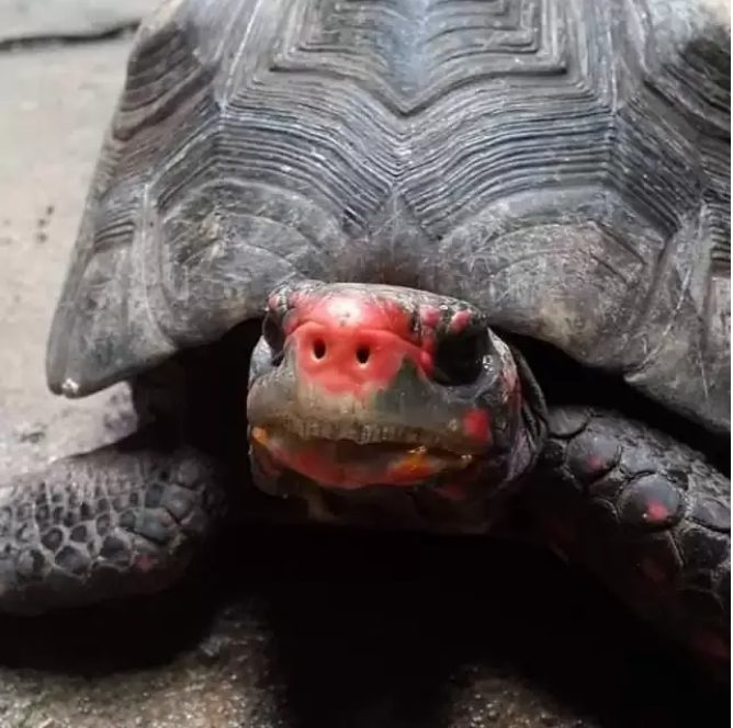 Une tortue de compagnie portée disparue est retrouvée vivante dans le grenier après trente ans