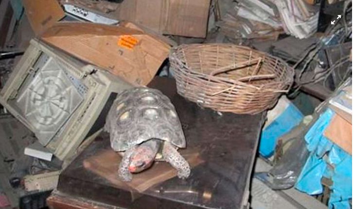 Une tortue de compagnie portée disparue est retrouvée vivante dans le grenier après trente ans