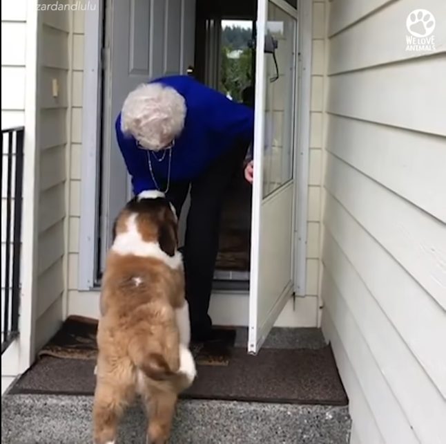 Une vieille dame solitaire a trouvé le bonheur avec un grand chien Saint-Bernard : leur amitié a tout changé