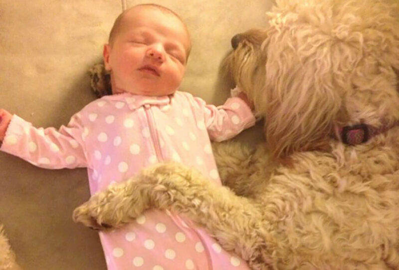 Ces touchantes premières rencontres entre un nouveau-né et son chien