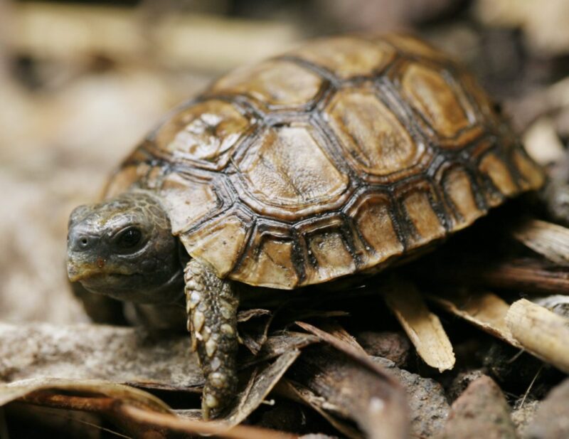 Une tortue en voie de disparition âgée de plus de 80 ans devient maman pour la 1ère fois; Une très bonne nouvelle
