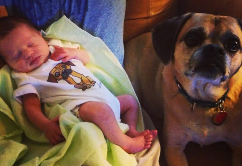 Ces touchantes premières rencontres entre un nouveau-né et son chien