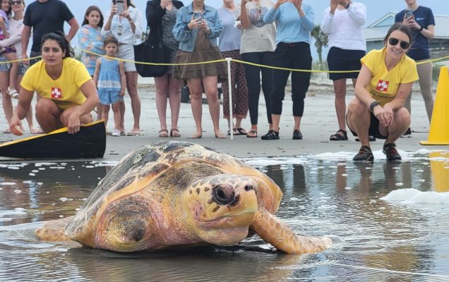 Nager vers la liberté : la libération émouvante de Brie et de Gruyère, ces deux courageuses tortues de mer